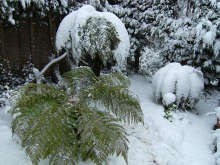 Tree ferns with Snow April 08 (Dicksonia antarctica (Soft tree fern))