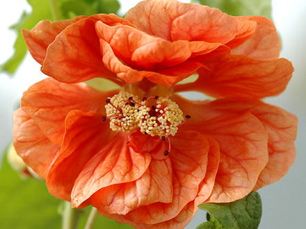 Abutilon hybrids (Abutilon  hybrids)