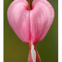 Bleeding_heart