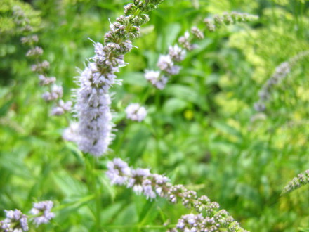Mentha spicata Spearmint...blossoming (Mentha spicata)