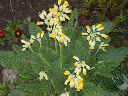 A garden flower photo
