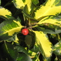 Holly_type_2