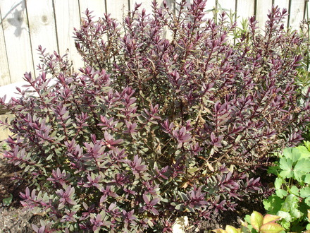 A garden flower photo (Hebe)