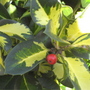 Holly_type_plant