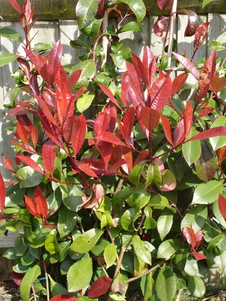 A garden flower photo (Photinia x fraseri)