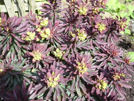 A garden flower photo (Euphorbia amygdaloides Rubra)