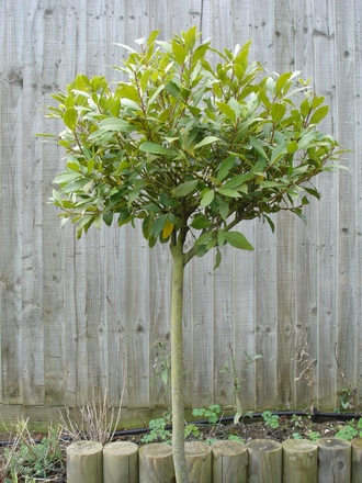 A garden flower photo (laurus nobilis)