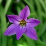 Ipheion uniflorum