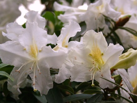 064._Rhododendron.jpg