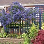 A garden flower photo