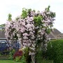 A garden flower photo