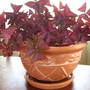 A garden flower photo (oxalis)