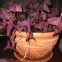 A garden flower photo (oxalis)