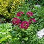 A garden flower photo