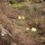 Wilddaffodilsfrenchblackmountains30