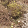 Roadsidebroom_wilddaffodilsfrenchblackmountains30