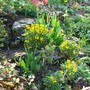 A garden flower photo