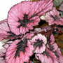 Early_2008_season_002