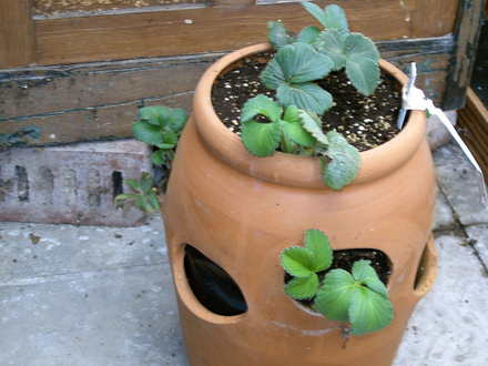 Strawberry plants (Strawberry Cambridge favourite)