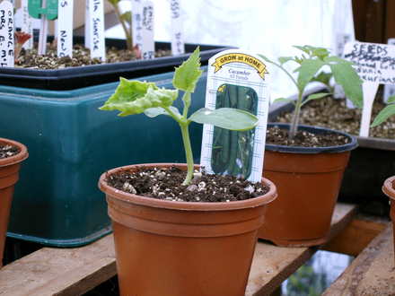Cucumber (Cucumis sativus (Cucumber))