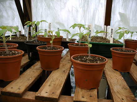 Tomato (Lycopersicon esculentum (Tomato))