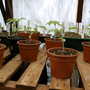 Early_2008_season_010