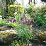 A garden flower photo