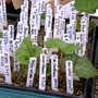 Early_2008_season_012