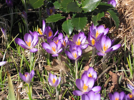 crocus (Crocus vernus (Dutch crocus))