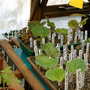 Early_2008_season_008