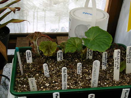 Plants growing in the propagator (Begonia)