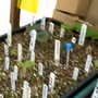 Early_2008_season_013