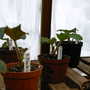Early_2008_season_006