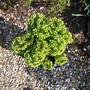 A garden flower photo