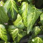Hedera "Goldheart"