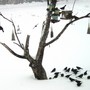 Red-winged Blackbirds