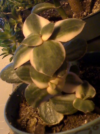 variegated jade