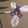 walking Iris bloom (Neomarica gracilis)