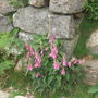 Snowdon_038
