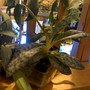 Lady_slipper_spr_08_bud
