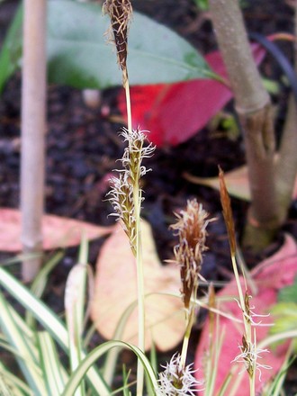 Funny little brown flowers (Carex morrowii)