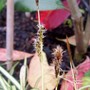Funny little brown flowers (Carex morrowii)