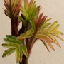 Rhus begining to shoot (Rhus typhina)