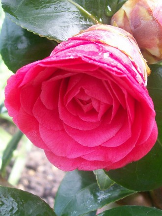 7_4_5.jpg (Camellia japonica (Camellia))