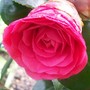 Camellia japonica