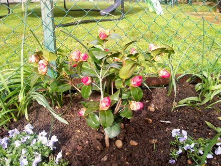 7_4_6.jpg (Camellia japonica (Camellia))