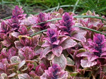 Ajuga reptans (Ajuga reptans (Bugle))