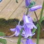 7_4_9.jpg (Hyacinthoides non-scripta)