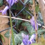 7_4_12.jpg (Hyacinthoides non-scripta)