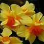 Skirted_double_Daffodil_in_a_friends_garden.jpg